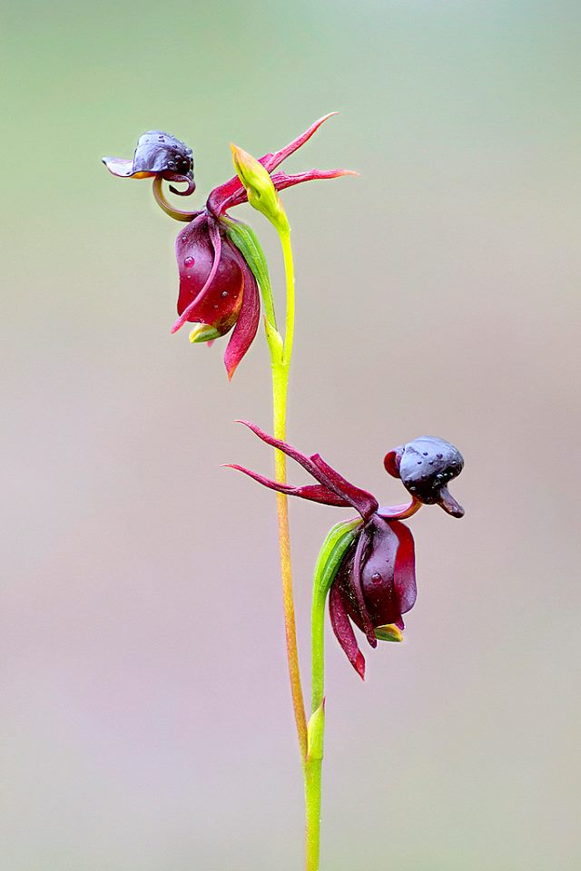 photograph of Caleana major - flying duck orchid